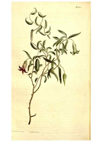 Reproducción/Reproduction 34360345473: Curtis's botanical magazine.. London ; New York [etc.] :Academic Press [etc.]