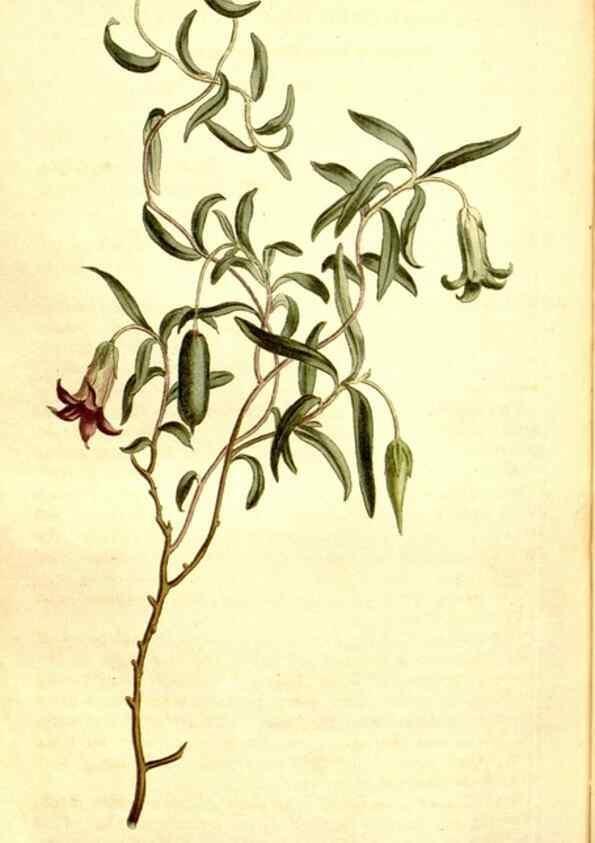 Reproducción/Reproduction 34360345473: Curtis's botanical magazine.. London ; New York [etc.] :Academic Press [etc.]