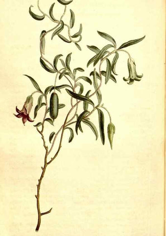 Reproducción/Reproduction 34360345473: Curtis's botanical magazine.. London ; New York [etc.] :Academic Press [etc.]
