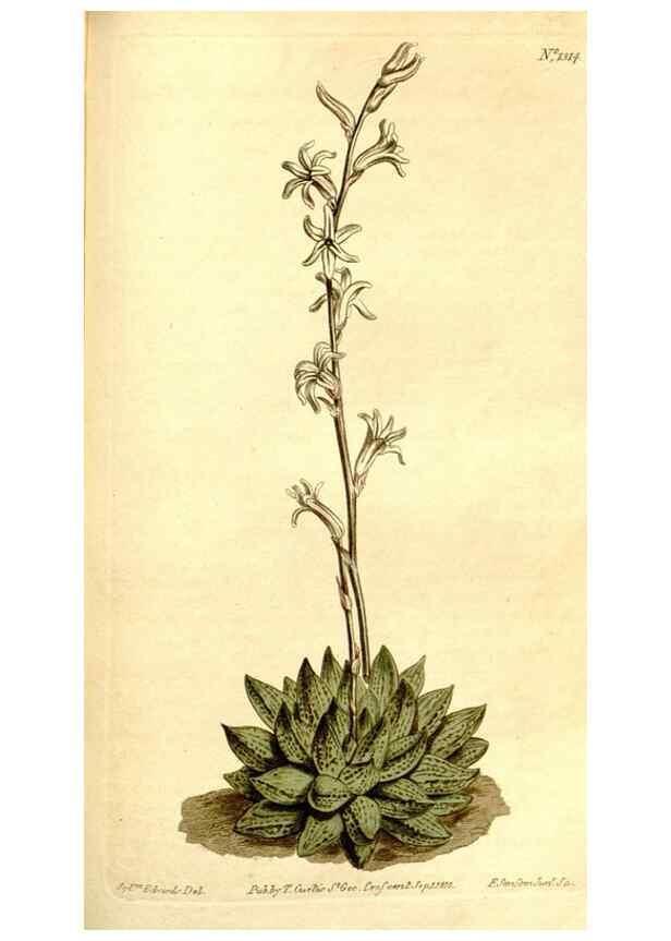 Reproducción/Reproduction 34360347913: Curtis's botanical magazine.. London ; New York [etc.] :Academic Press [etc.]