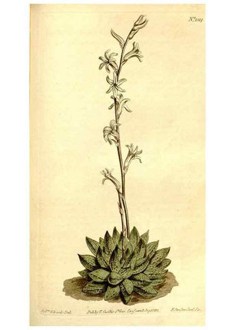 Reproducción/Reproduction 34360347913: Curtis's botanical magazine.. London ; New York [etc.] :Academic Press [etc.]