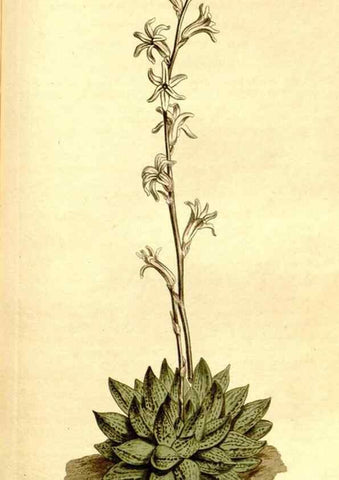 Reproducción/Reproduction 34360347913: Curtis's botanical magazine.. London ; New York [etc.] :Academic Press [etc.]
