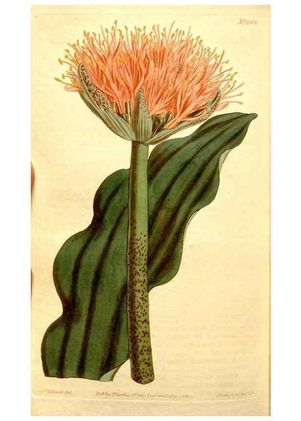 Reproducción/Reproduction 34783436850: Curtis's botanical magazine.. London ; New York [etc.] :Academic Press [etc.]