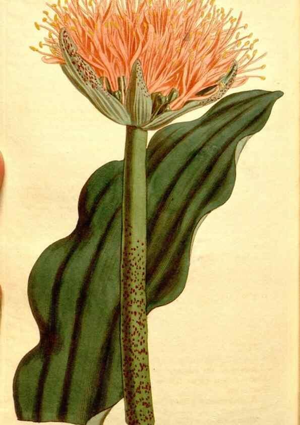 Reproducción/Reproduction 34783436850: Curtis's botanical magazine.. London ; New York [etc.] :Academic Press [etc.]