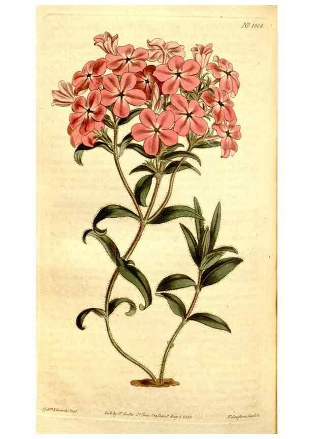 Reproducción/Reproduction 35005038592: Curtis's botanical magazine.. London ; New York [etc.] :Academic Press [etc.]