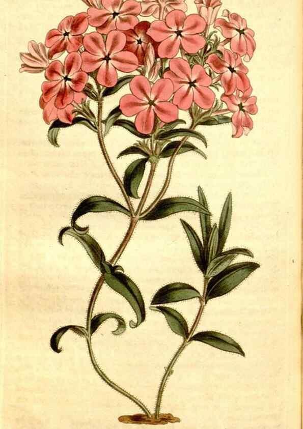 Reproducción/Reproduction 35005038592: Curtis's botanical magazine.. London ; New York [etc.] :Academic Press [etc.]