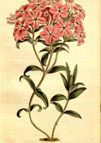 Reproducción/Reproduction 35005038592: Curtis's botanical magazine.. London ; New York [etc.] :Academic Press [etc.]