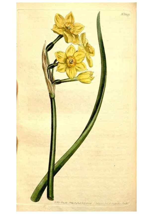 Reproducción/Reproduction 35129955566: Curtis's botanical magazine.. London ; New York [etc.] :Academic Press [etc.]