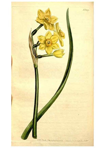 Reproducción/Reproduction 35129955566: Curtis's botanical magazine.. London ; New York [etc.] :Academic Press [etc.]