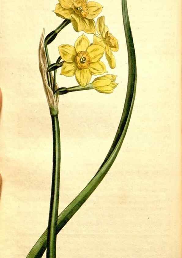 Reproducción/Reproduction 35129955566: Curtis's botanical magazine.. London ; New York [etc.] :Academic Press [etc.]