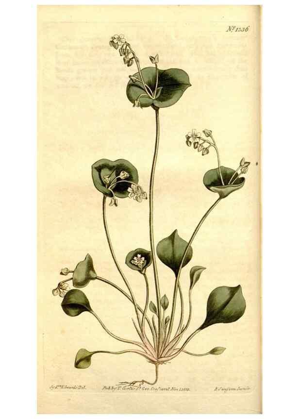 Reproducción/Reproduction 34360456203: Curtis's botanical magazine.. London ; New York [etc.] :Academic Press [etc.]