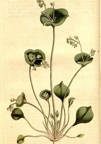 Reproducción/Reproduction 34360456203: Curtis's botanical magazine.. London ; New York [etc.] :Academic Press [etc.]