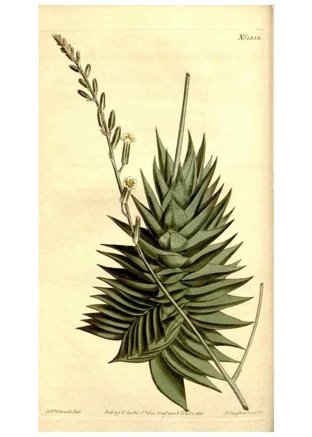 Reproducción/Reproduction 35170087735: Curtis's botanical magazine.. London ; New York [etc.] :Academic Press [etc.]