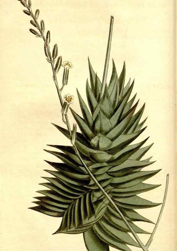 Reproducción/Reproduction 35170087735: Curtis's botanical magazine.. London ; New York [etc.] :Academic Press [etc.]