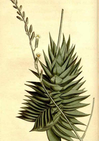 Reproducción/Reproduction 35170087735: Curtis's botanical magazine.. London ; New York [etc.] :Academic Press [etc.]