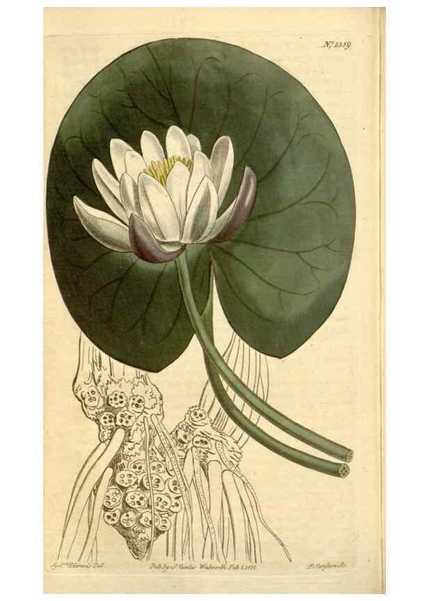 Reproducción/Reproduction 35130117766: Curtis's botanical magazine.. London ; New York [etc.] :Academic Press [etc.]