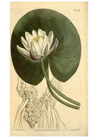 Reproducción/Reproduction 35130117766: Curtis's botanical magazine.. London ; New York [etc.] :Academic Press [etc.]