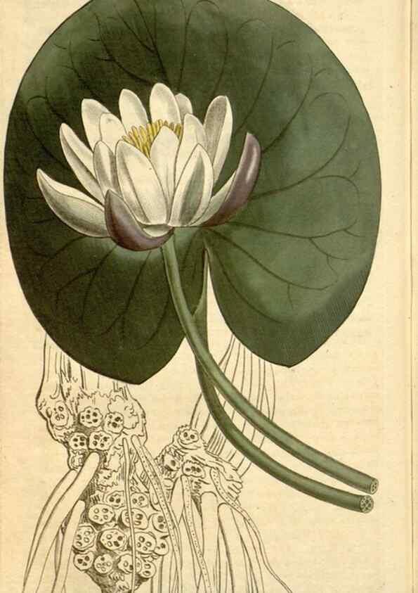Reproducción/Reproduction 35130117766: Curtis's botanical magazine.. London ; New York [etc.] :Academic Press [etc.]