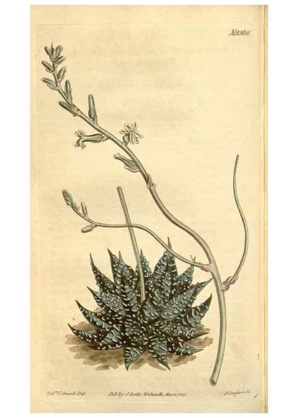 Reproducción/Reproduction 35130120186: Curtis's botanical magazine.. London ; New York [etc.] :Academic Press [etc.]