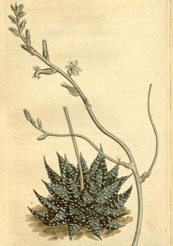 Reproducción/Reproduction 35130120186: Curtis's botanical magazine.. London ; New York [etc.] :Academic Press [etc.]