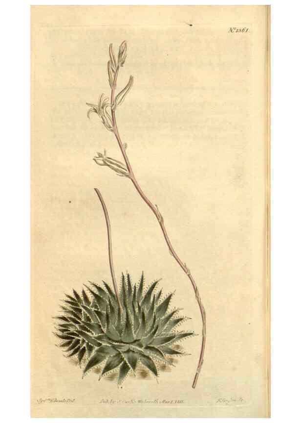 Reproducción/Reproduction 35039313601: Curtis's botanical magazine.. London ; New York [etc.] :Academic Press [etc.]