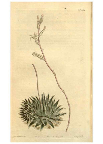 Reproducción/Reproduction 35039313601: Curtis's botanical magazine.. London ; New York [etc.] :Academic Press [etc.]