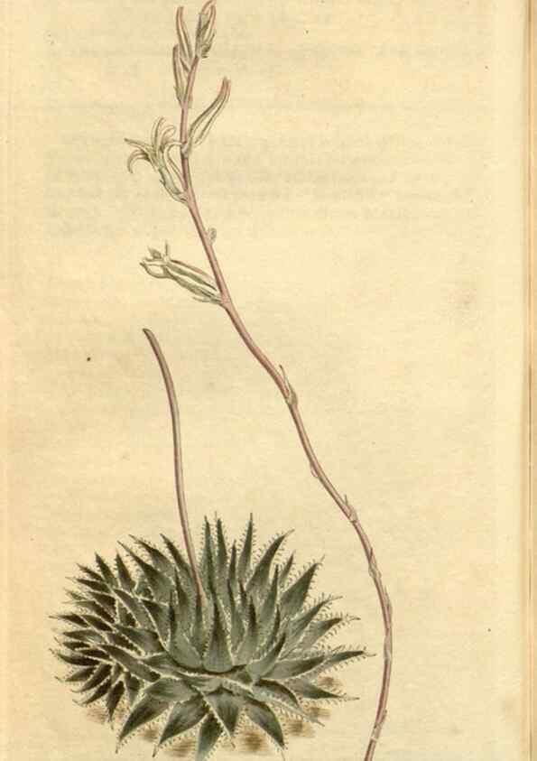 Reproducción/Reproduction 35039313601: Curtis's botanical magazine.. London ; New York [etc.] :Academic Press [etc.]