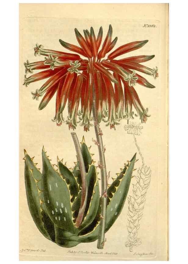 Reproducción/Reproduction 35039315171: Curtis's botanical magazine.. London ; New York [etc.] :Academic Press [etc.]
