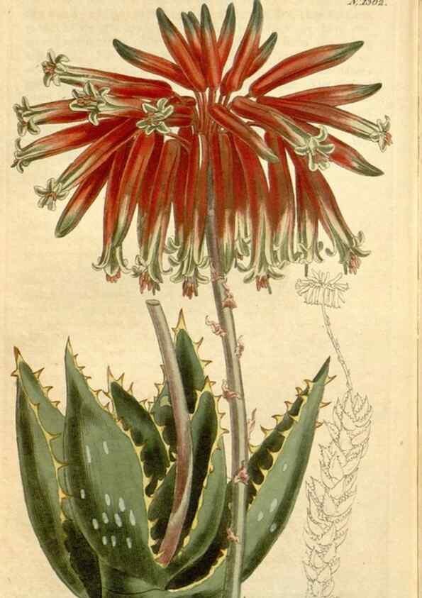 Reproducción/Reproduction 35039315171: Curtis's botanical magazine.. London ; New York [etc.] :Academic Press [etc.]