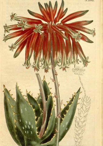 Reproducción/Reproduction 35039315171: Curtis's botanical magazine.. London ; New York [etc.] :Academic Press [etc.]