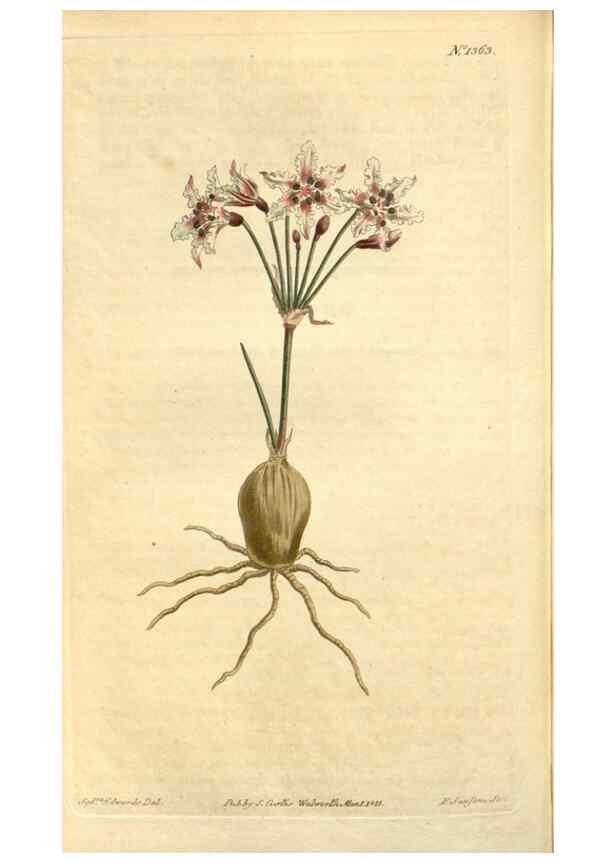 Reproducción/Reproduction 35039318191: Curtis's botanical magazine.. London ; New York [etc.] :Academic Press [etc.]