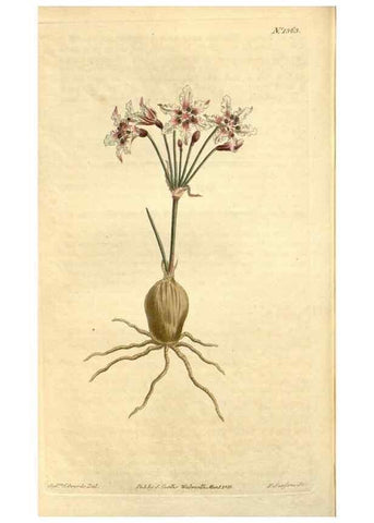 Reproducción/Reproduction 35039318191: Curtis's botanical magazine.. London ; New York [etc.] :Academic Press [etc.]