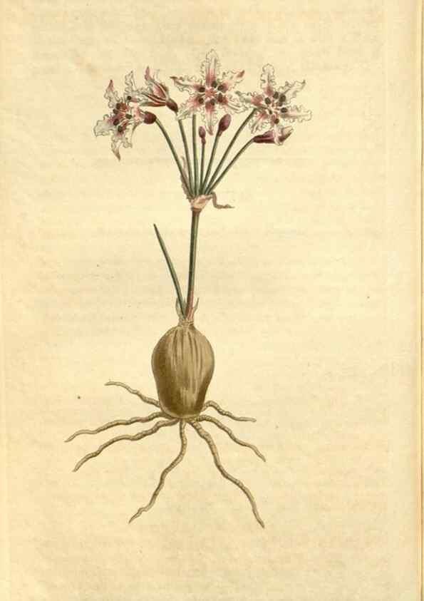 Reproducción/Reproduction 35039318191: Curtis's botanical magazine.. London ; New York [etc.] :Academic Press [etc.]