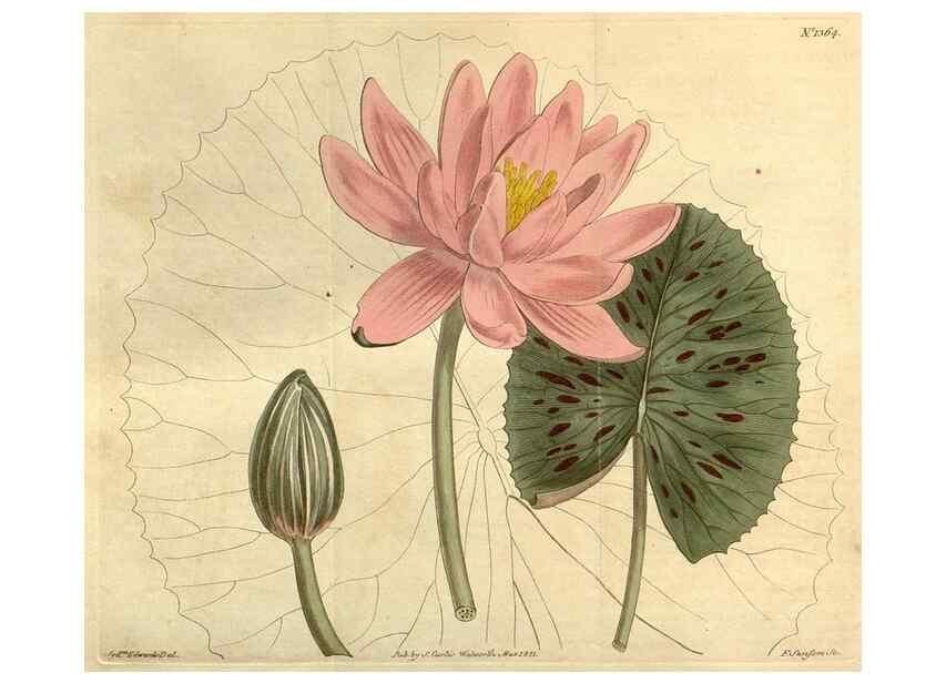 Reproducción/Reproduction 35130125676: Curtis's botanical magazine.. London ; New York [etc.] :Academic Press [etc.]