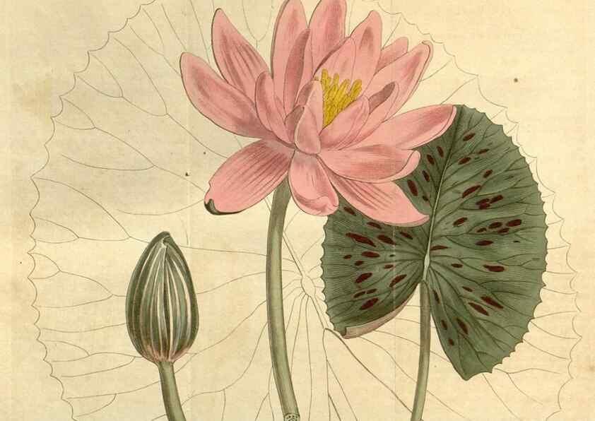 Reproducción/Reproduction 35130125676: Curtis's botanical magazine.. London ; New York [etc.] :Academic Press [etc.]