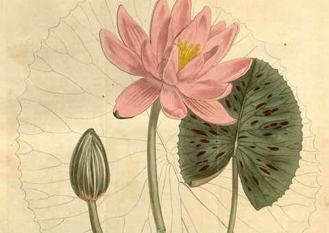 Reproducción/Reproduction 35130125676: Curtis's botanical magazine.. London ; New York [etc.] :Academic Press [etc.]