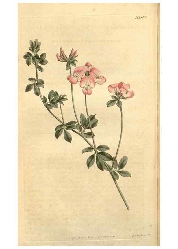 Reproducción/Reproduction 35039322981: Curtis's botanical magazine.. London ; New York [etc.] :Academic Press [etc.]