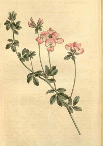 Reproducción/Reproduction 35039322981: Curtis's botanical magazine.. London ; New York [etc.] :Academic Press [etc.]