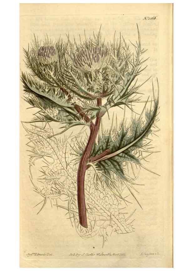 Reproducción/Reproduction 35130129236: Curtis's botanical magazine.. London ; New York [etc.] :Academic Press [etc.]