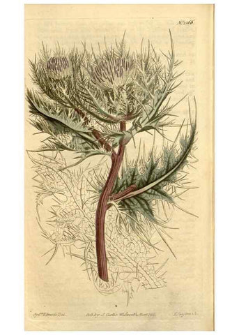 Reproducción/Reproduction 35130129236: Curtis's botanical magazine.. London ; New York [etc.] :Academic Press [etc.]