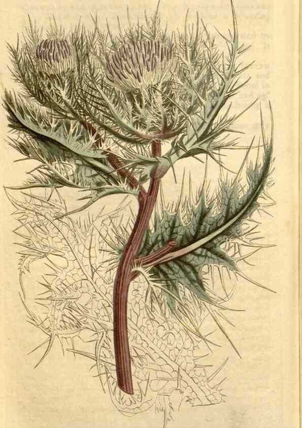 Reproducción/Reproduction 35130129236: Curtis's botanical magazine.. London ; New York [etc.] :Academic Press [etc.]