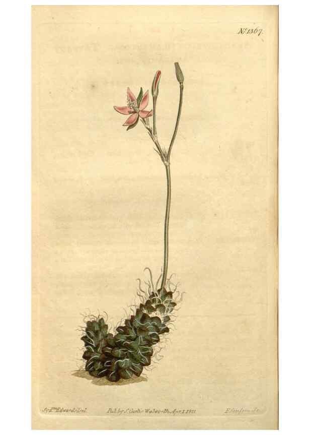 Reproducción/Reproduction 35130130776: Curtis's botanical magazine.. London ; New York [etc.] :Academic Press [etc.]
