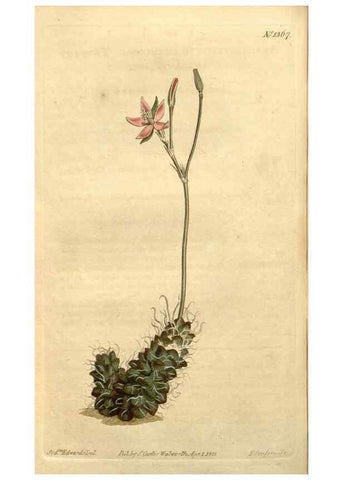 Reproducción/Reproduction 35130130776: Curtis's botanical magazine.. London ; New York [etc.] :Academic Press [etc.]