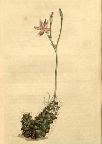 Reproducción/Reproduction 35130130776: Curtis's botanical magazine.. London ; New York [etc.] :Academic Press [etc.]
