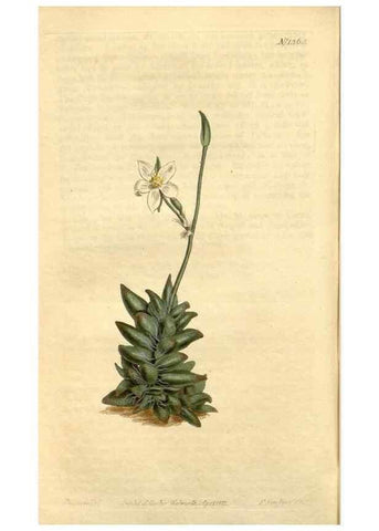Reproducción/Reproduction 35005178822: Curtis's botanical magazine.. London ; New York [etc.] :Academic Press [etc.]