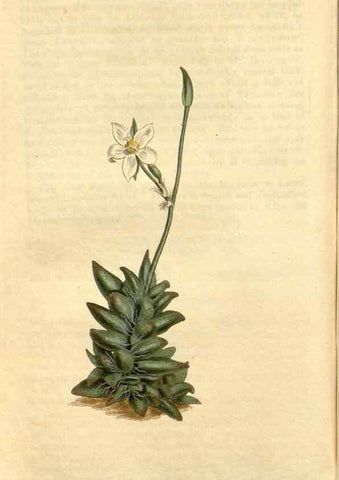 Reproducción/Reproduction 35005178822: Curtis's botanical magazine.. London ; New York [etc.] :Academic Press [etc.]