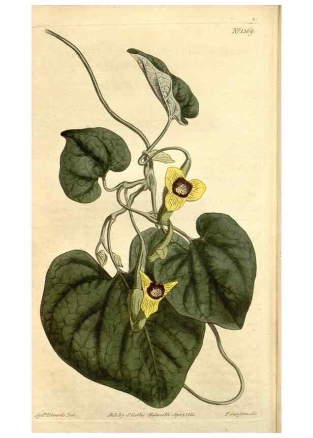 Reproducción/Reproduction 35130135586: Curtis's botanical magazine.. London ; New York [etc.] :Academic Press [etc.]