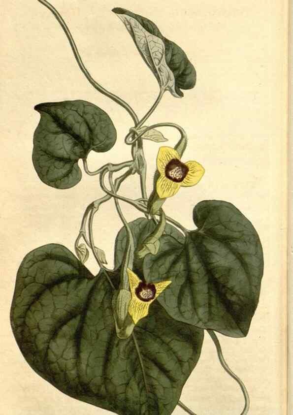 Reproducción/Reproduction 35130135586: Curtis's botanical magazine.. London ; New York [etc.] :Academic Press [etc.]