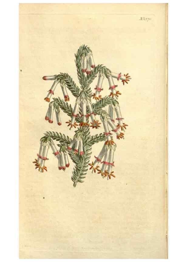 Reproducción/Reproduction 35130138876: Curtis's botanical magazine.. London ; New York [etc.] :Academic Press [etc.]