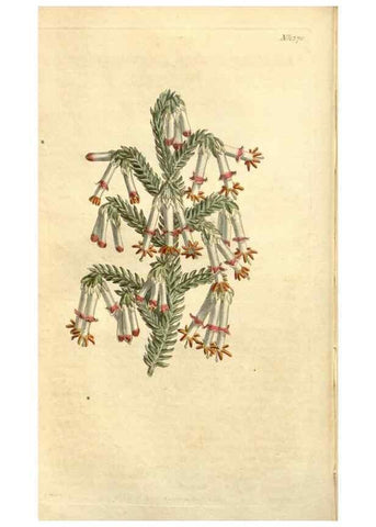 Reproducción/Reproduction 35130138876: Curtis's botanical magazine.. London ; New York [etc.] :Academic Press [etc.]